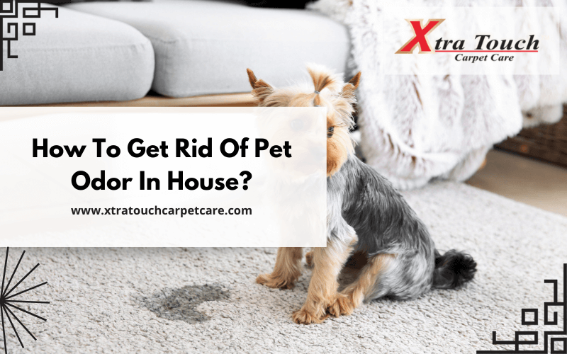 How To Get Rid Of Pet Odor In House?