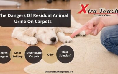 The Dangers Of Residual Animal Urine On Carpets