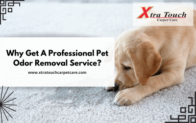 Why Get A Professional Pet Odor Removal Service?