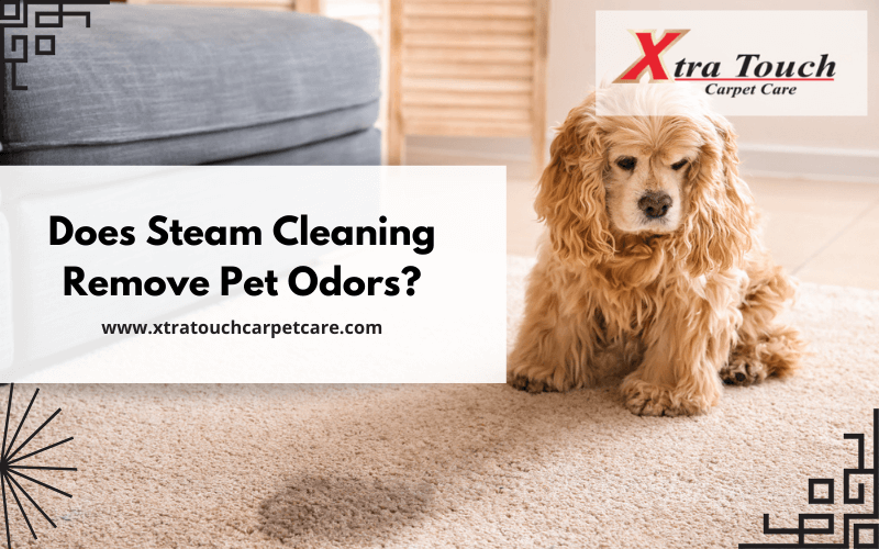 Does Steam Cleaning Remove Pet Odors