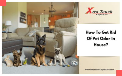 How To Get Rid Of Pet Odor In House?