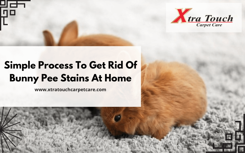 Simple Process To Get Rid Of Bunny Pee Stains At Home