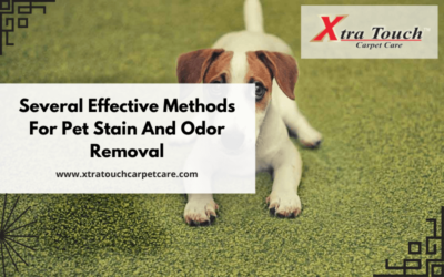 Several Effective Methods For Pet Stain And Odor Removal