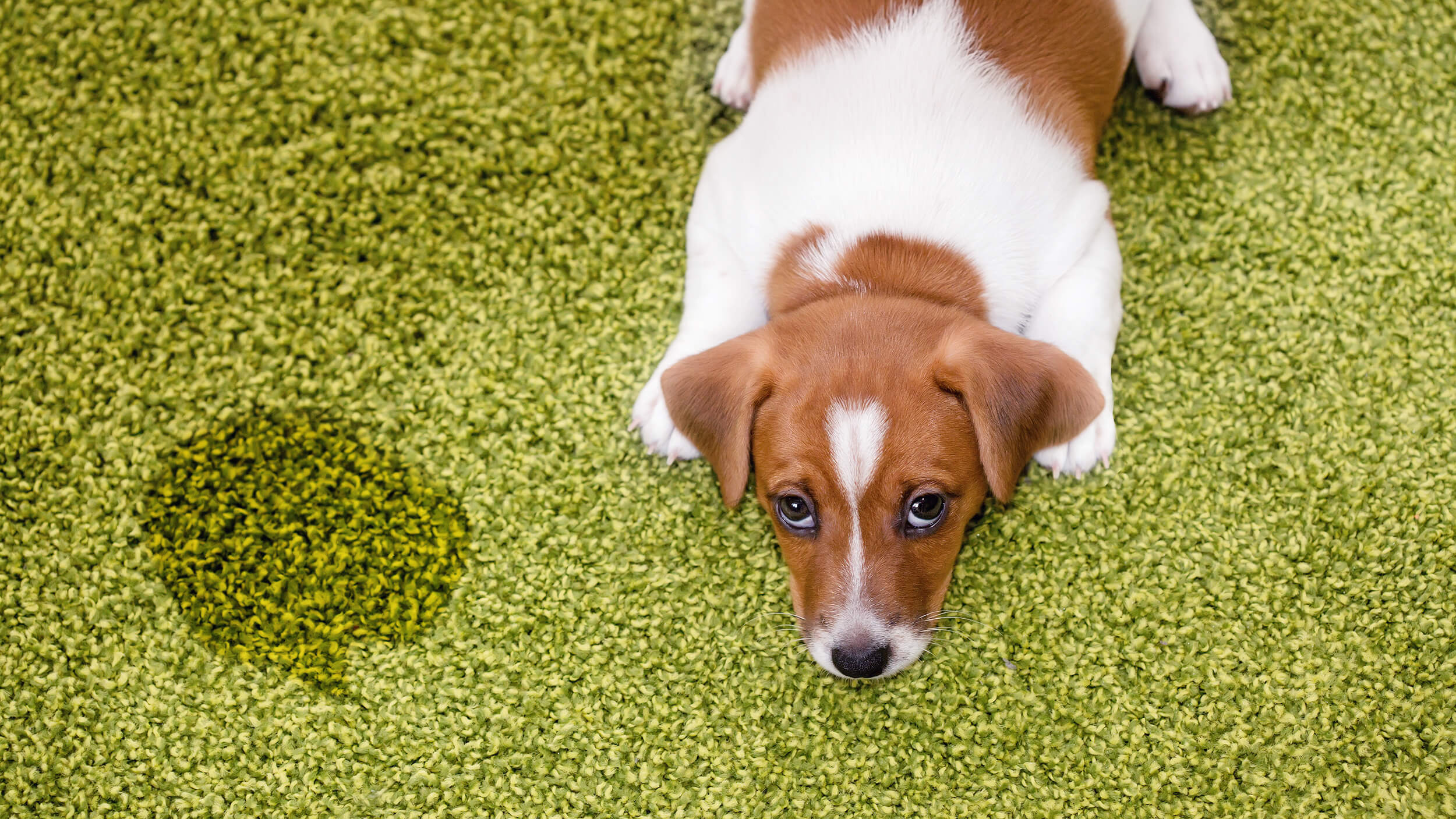 How do you get old pet urine stains out of the carpet_