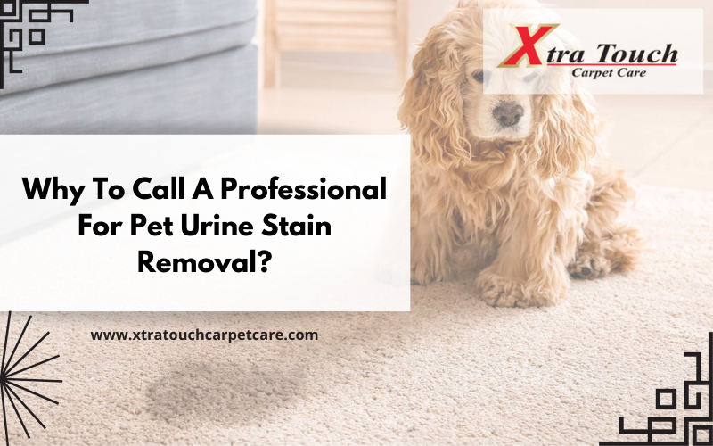 Why To Call A Professional For Pet Urine Stain Removal?