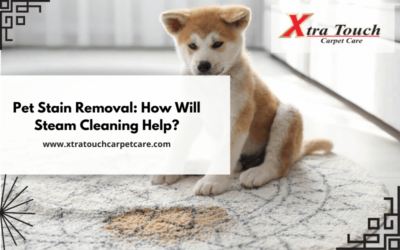 Pet Stain Removal: How Will Steam Cleaning Help?