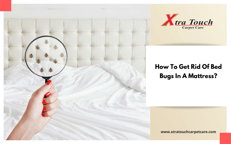 How To Get Rid Of Bed Bugs In A Mattress_