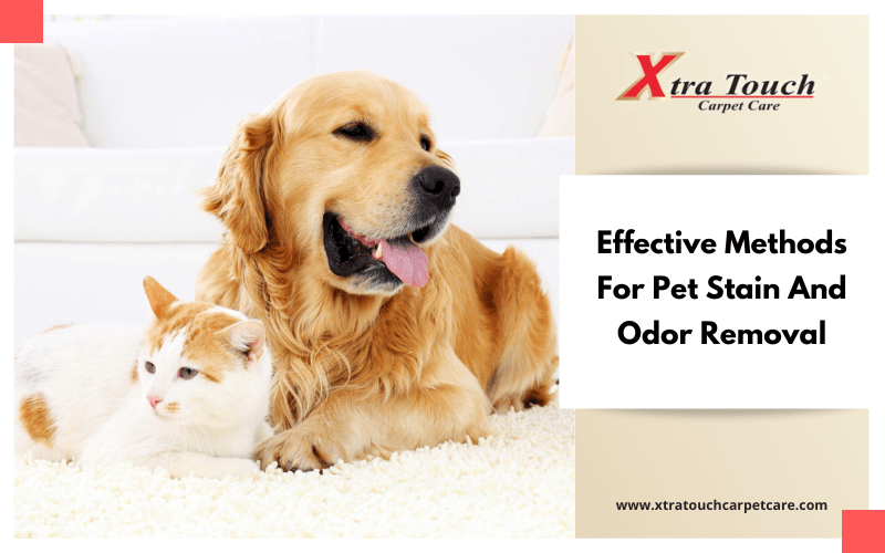 Pet Stain And Odor Removal
