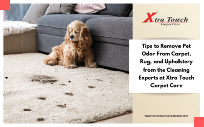Tips to Remove Pet Odor From Carpet, Rug, and Upholstery from the Cleaning Experts at Xtra Touch Carpet Care