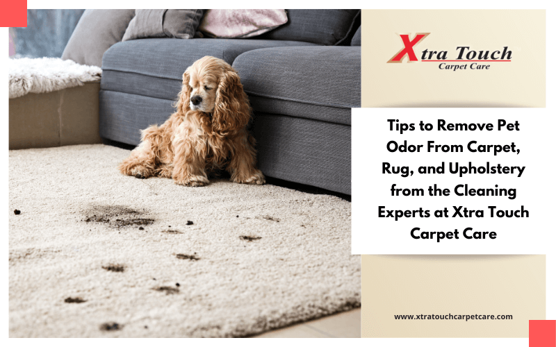 Tips to Remove Pet Odor From Carpet