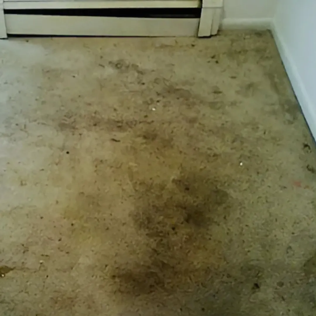 Carpet Cleaning Before (1) Carpet Cleaning Before (1)